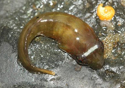 Lepadogaster candolii_t444